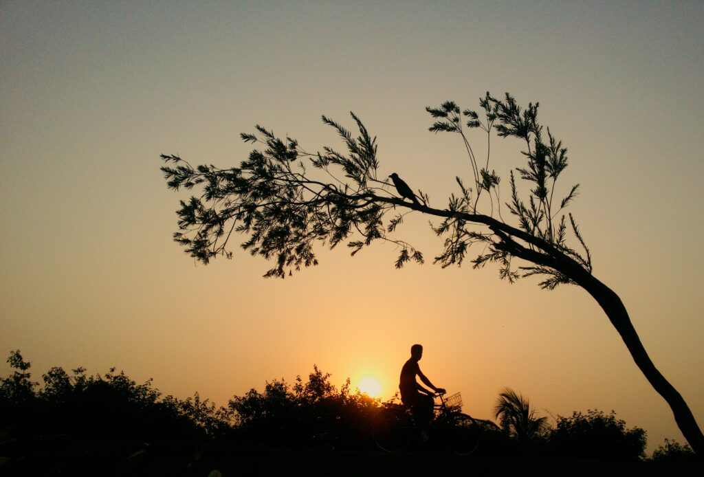 Sunset silhouetting a person on a bicycle, a tree with a bird on it.