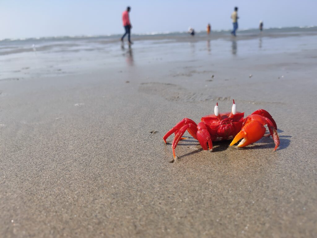 Read crab on the beach