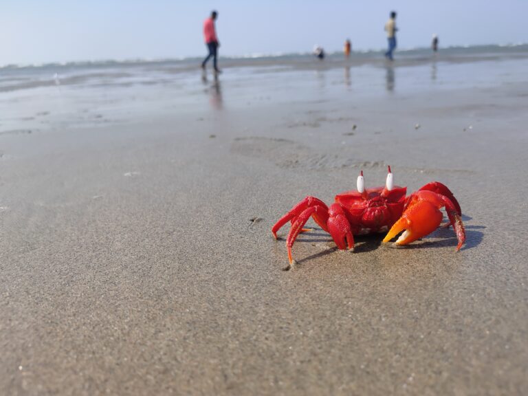Read crab on the beach