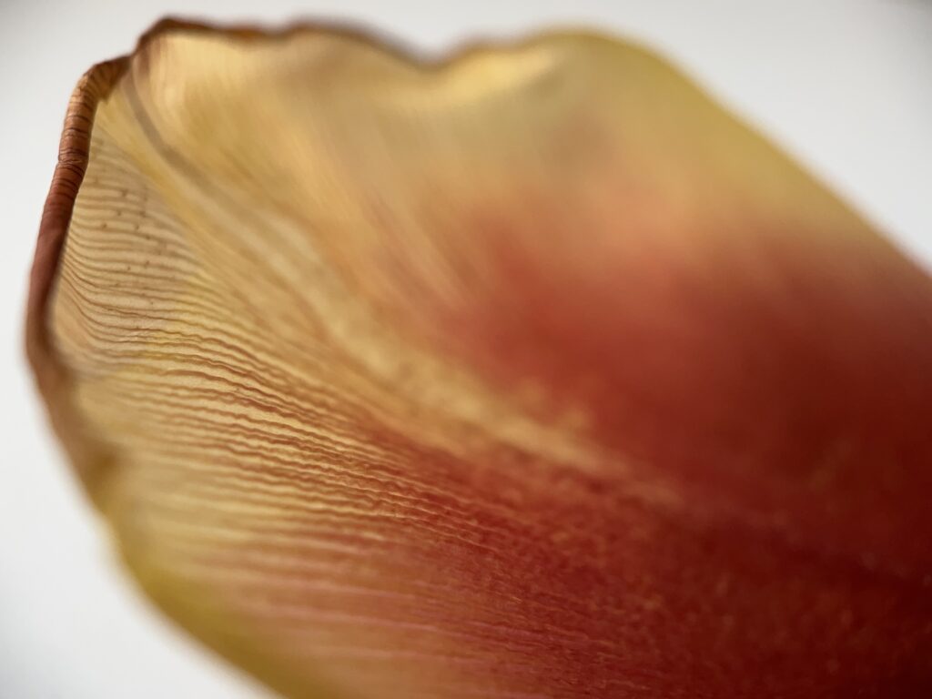Tulip petal very close up