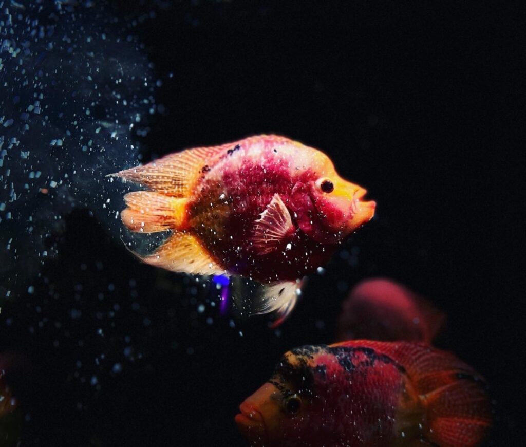 Lit up fish swimming