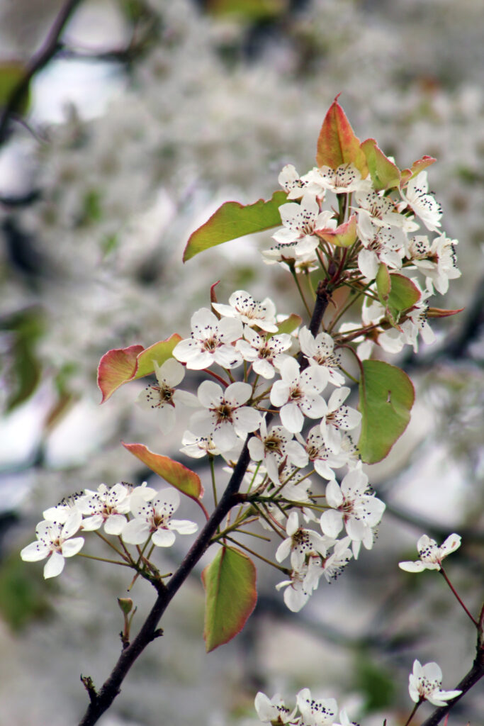 Apple blossoms.
