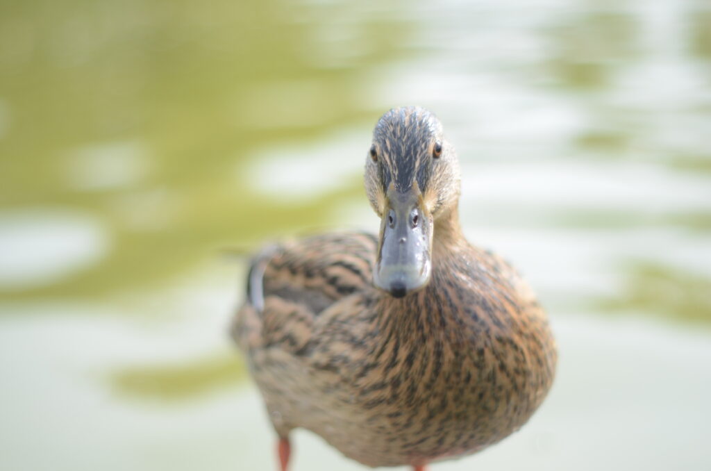 Female mallard duck looking directly into the camera.