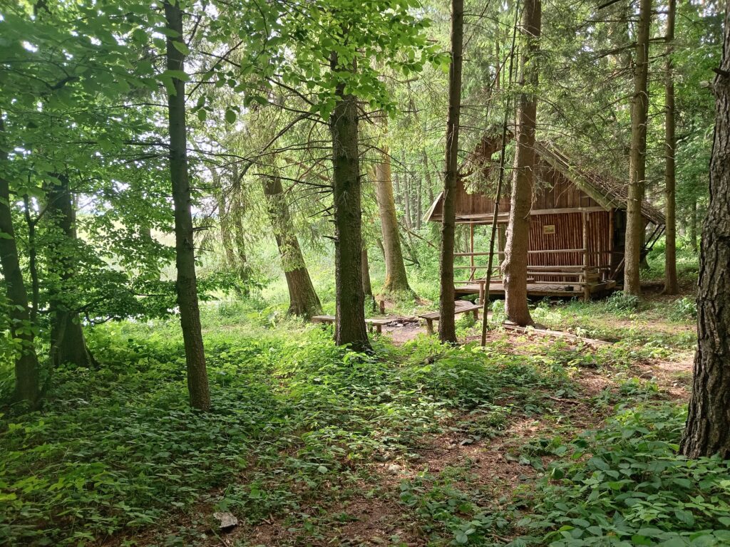 Lesní zátiší Forest still life