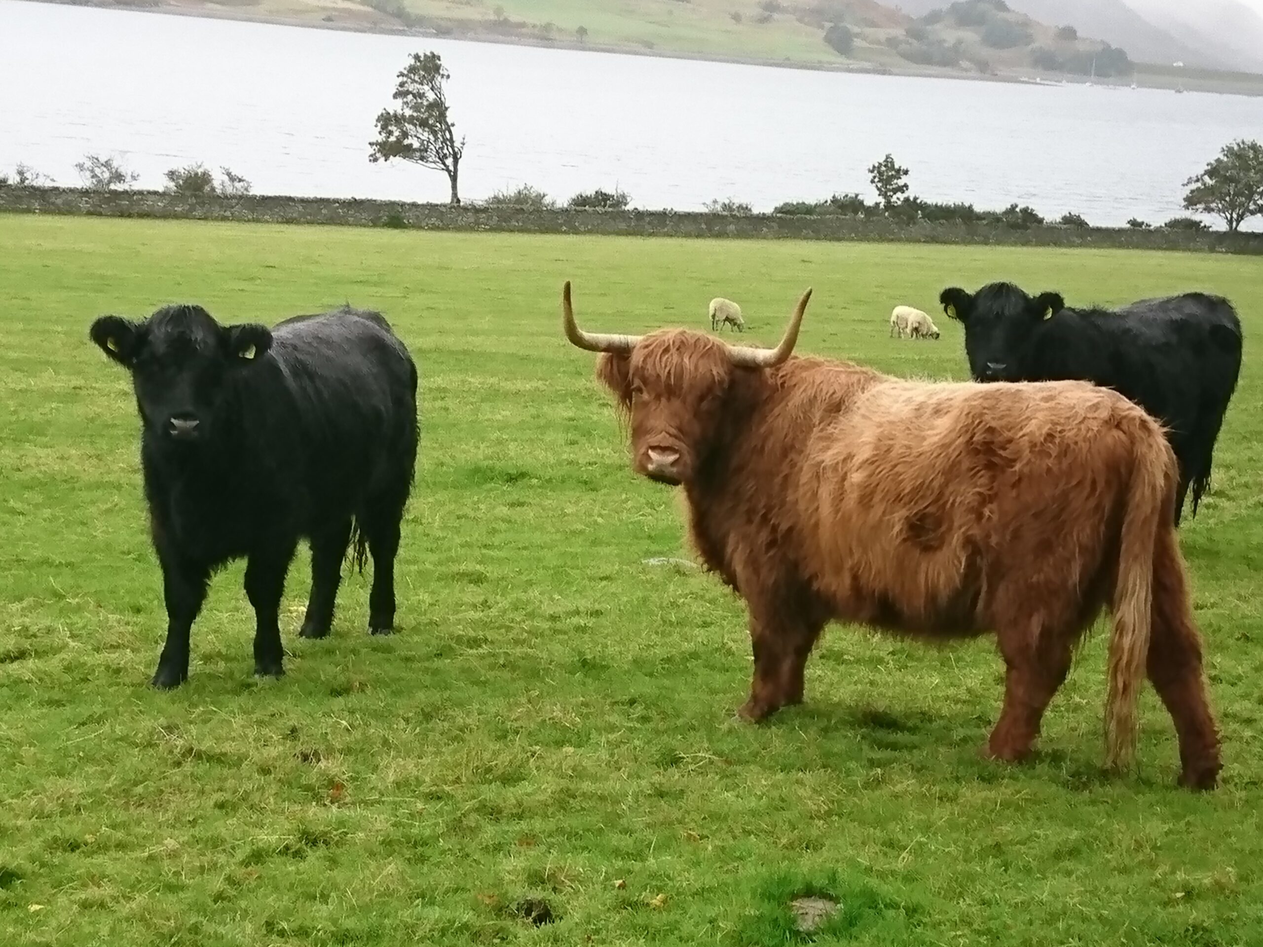 Highland Cows (pronounced Coos) beside the loch.
