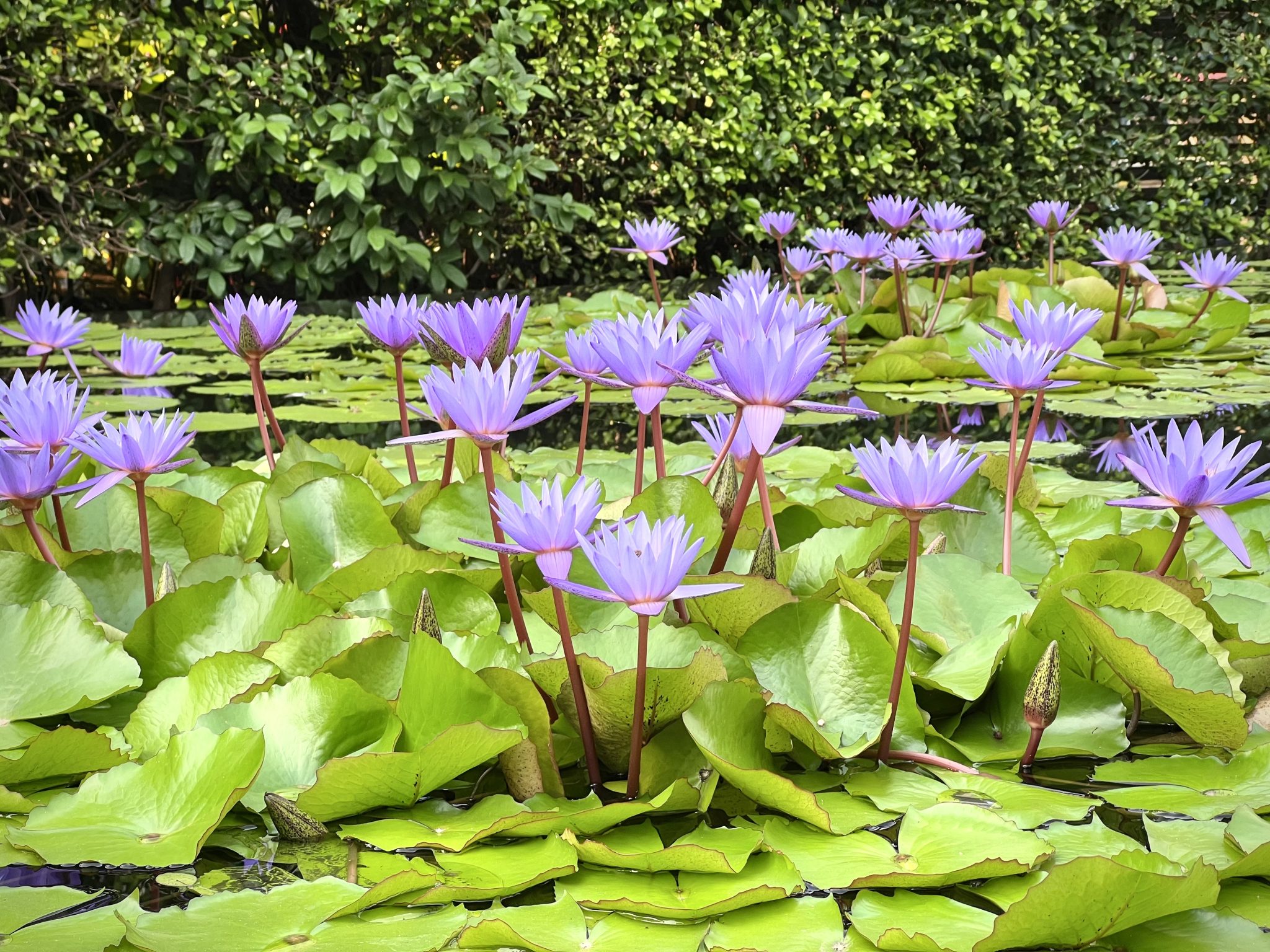 Lotus flowers