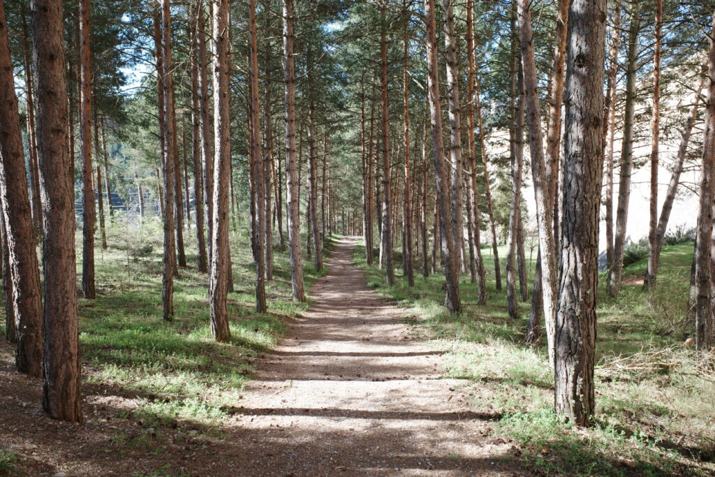 Hiking path in a pine forest in northern Spain.

