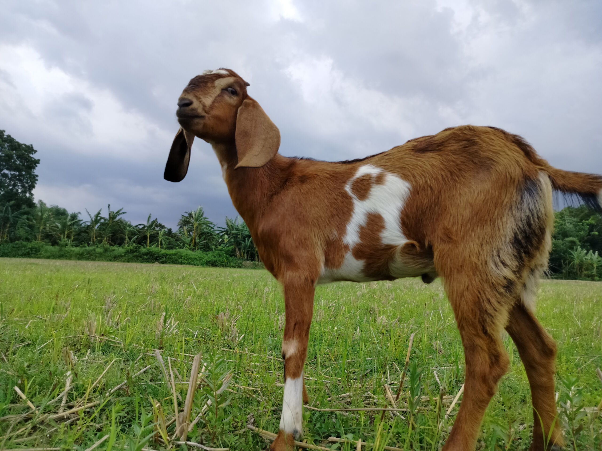 Baby goat standing in fresh juicy grass.