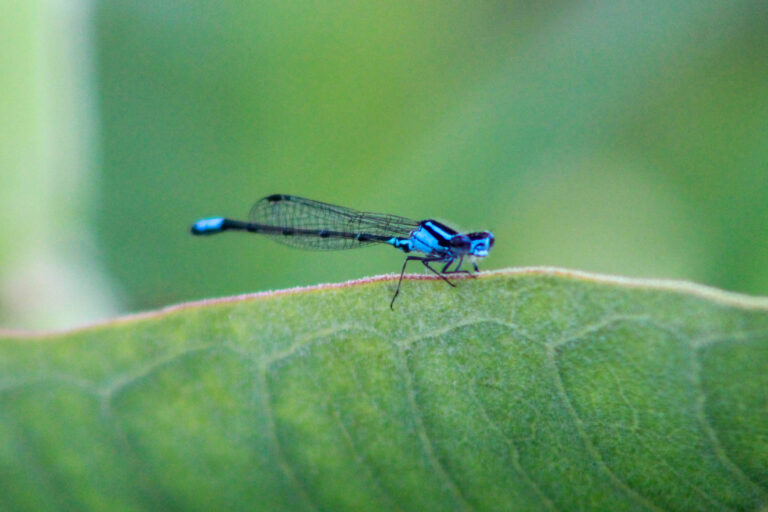 Blue damselfly on a green leaf