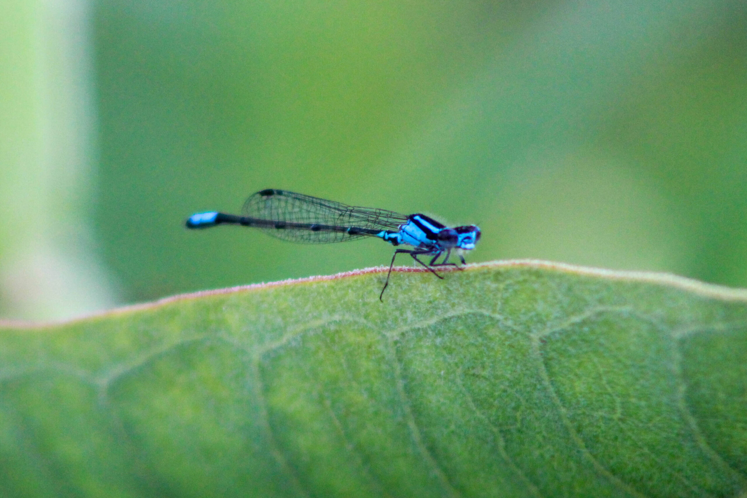 Blue damselfly on a green leaf